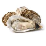 Oyster - per Kg