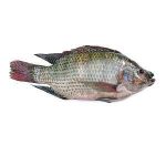 Whole Tilapia Fish - per piece
