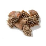 Tripe (Matumbo) - per Kg
